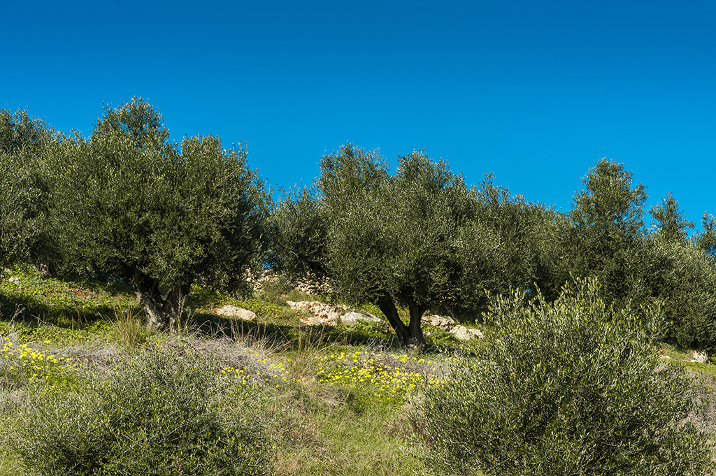 Sea Breeze - Image 4