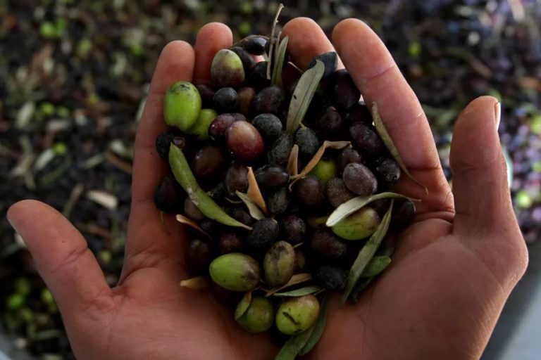 Olive Oil Fraud: What’s Really in the Bottle in Your Kitchen?