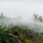 BellaVista (14)