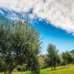 BellaVista (19)