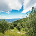 BellaVista (20)