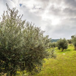 BellaVista (22)