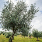 BellaVista (23)