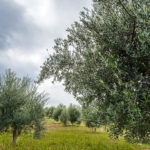 BellaVista (24)