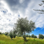 BellaVista (25)