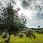 BellaVista (3)