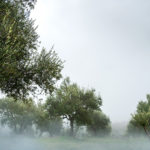 BellaVista (33)