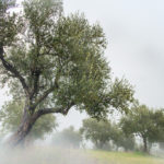 BellaVista (34)