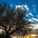 BitterGray (11)
