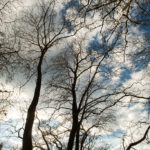 BitterGray (15)
