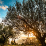 BitterGray (5)