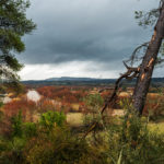 BitterGray (7)
