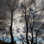 BitterGray (9)