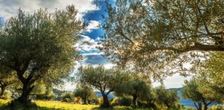 Greek Extra Virgin Olive Oils Win 124 Awards in London