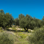 SeaBreeze (1)