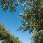 SeaBreeze (17)