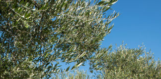 Greek Olive Oils Win 134 Flavor and Health Awards in London