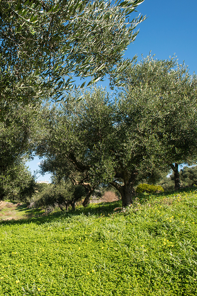 Greek Olive Oils Win 134 Flavor and Health Awards in London