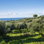 SeaBreeze (32)