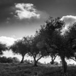 SeaBreeze (4)