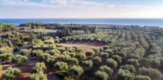 Our land, our passion 1