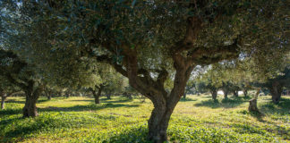 Our land, our passion 2