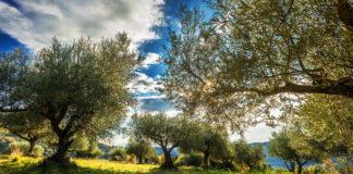 Our land, our passion 3