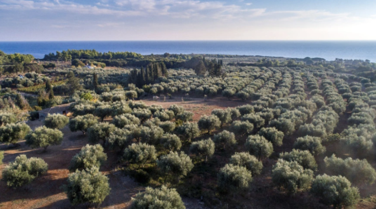 Ελιές από την Αρχαία Ολυμπία ταξίδεψαν στο διάστημα