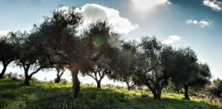 Greek Olive Oils Cross a Continent for Olive Japan Awards