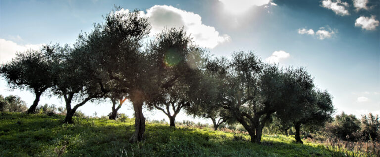 Greek Olive Oils Cross a Continent for Olive Japan Awards