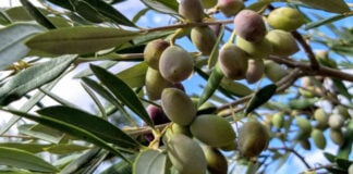 Greek Olive Oil in Japan: Health, Heritage and Authenticity 2025