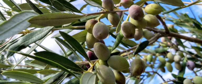 Greek Olive Oil in Japan: Health, Heritage and Authenticity 2025